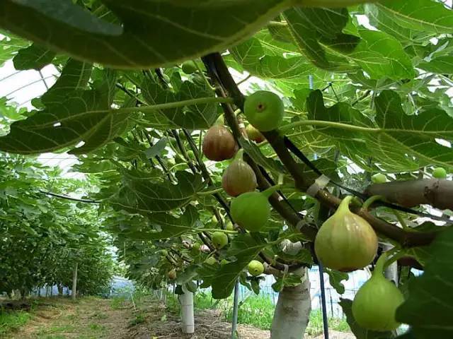 最新无花果种植技术及其应用前景展望