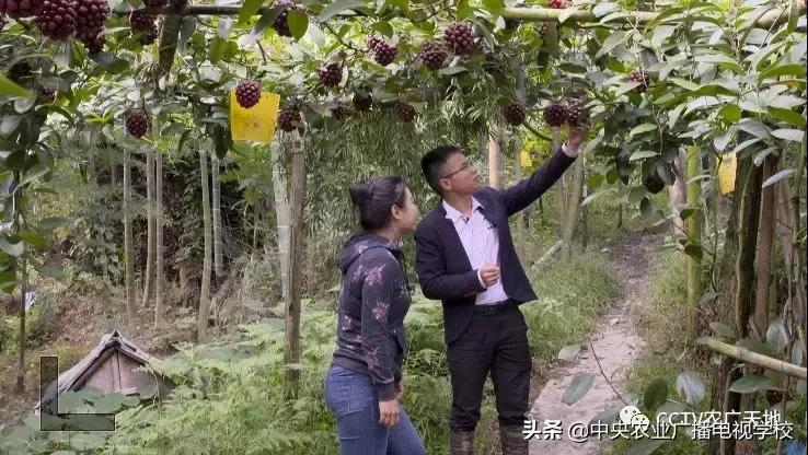 最新农广天地小吃，探索乡村美食的魅力