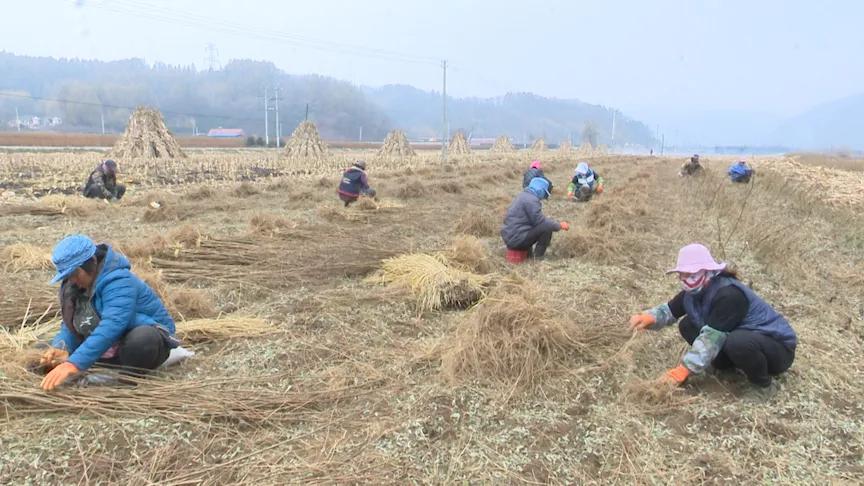 卓越品质刺槐出售信息，无限商机等你来